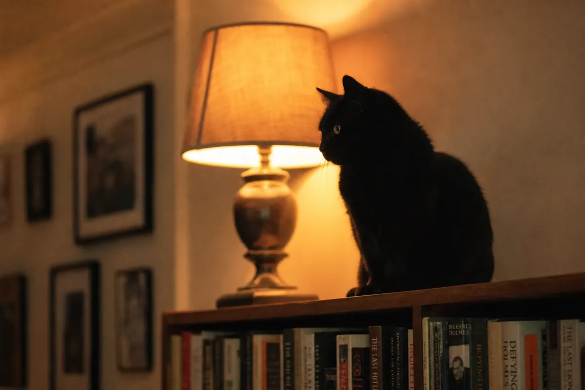 Chat paisiblement endormi dans une lumière chaude du soir, ambiance cozy